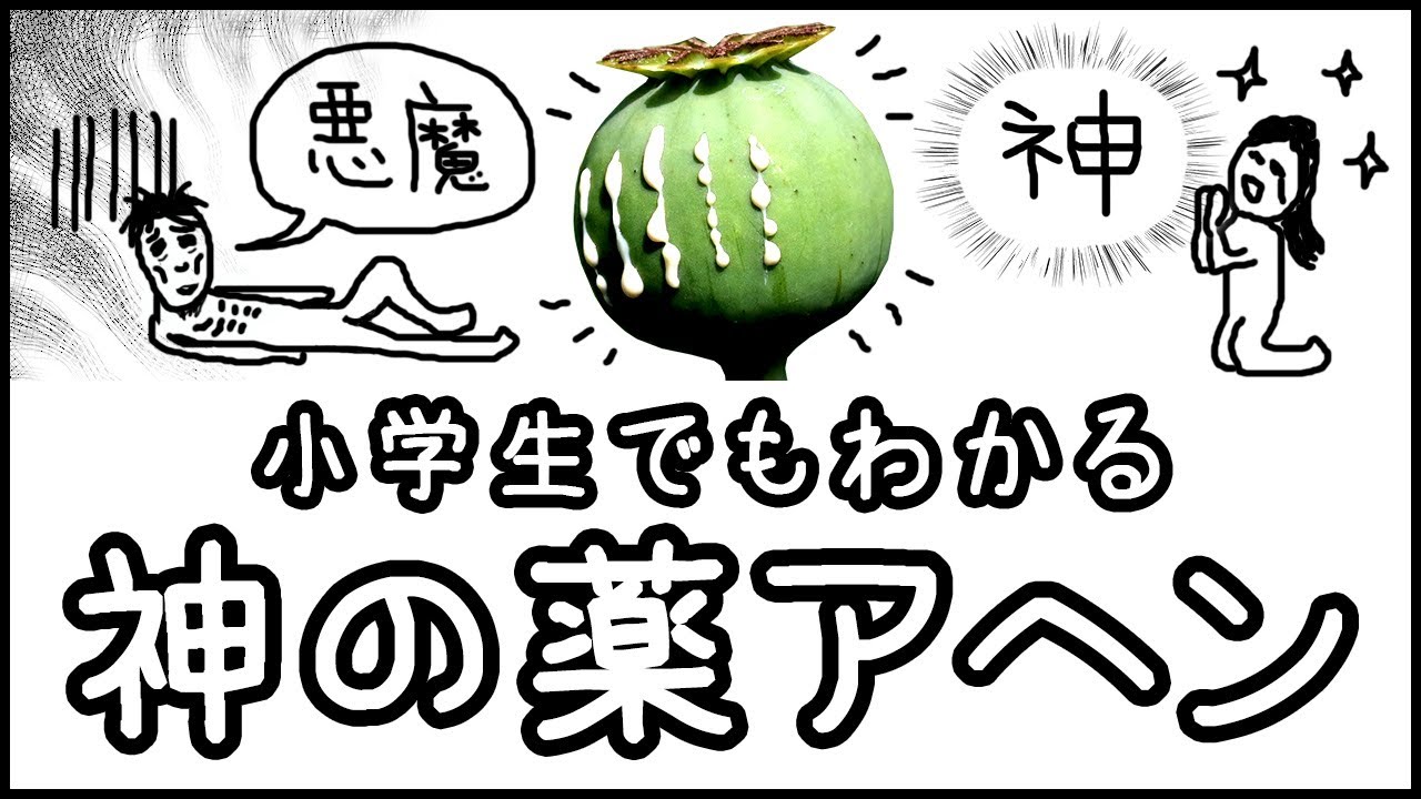 【神か？悪魔か？】人類に天国と地獄をもたらした神の薬「アヘン」とは何か？【小学生でもわかる科学史・ざっくり解説】