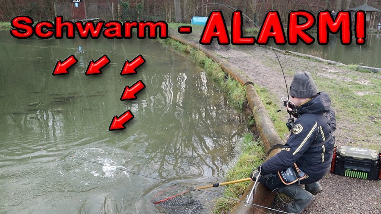Eskalation im Nachtigallental | Forellen aus dem Schwarm Zocken | Forellenangeln auf Sicht
