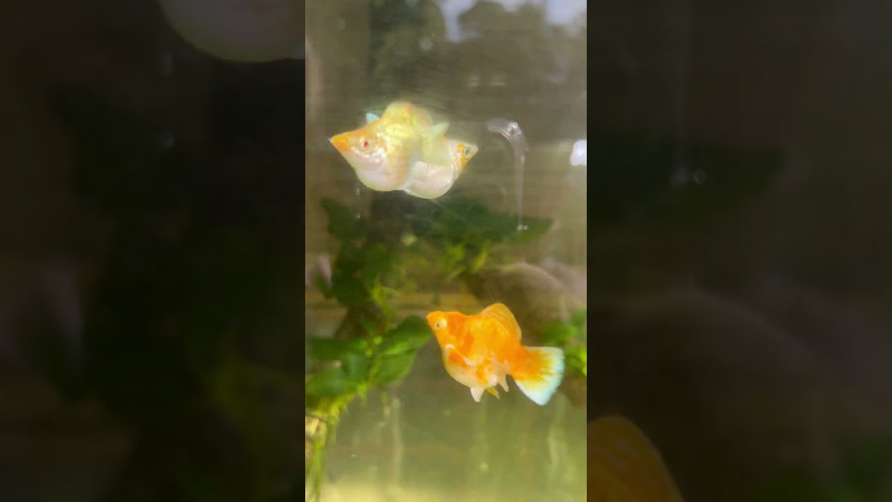 This is what my mollies do every morning. 😀