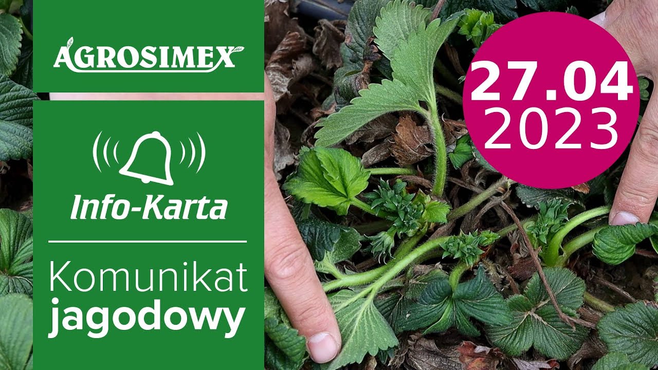Stymulacja uszkodzeń w truskawkach - komunikat jagodowy | Agrosimex