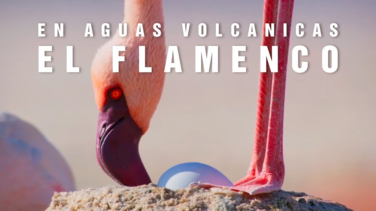 EL FLAMENCO ENANO | Elegantes en el desierto | Mini documental