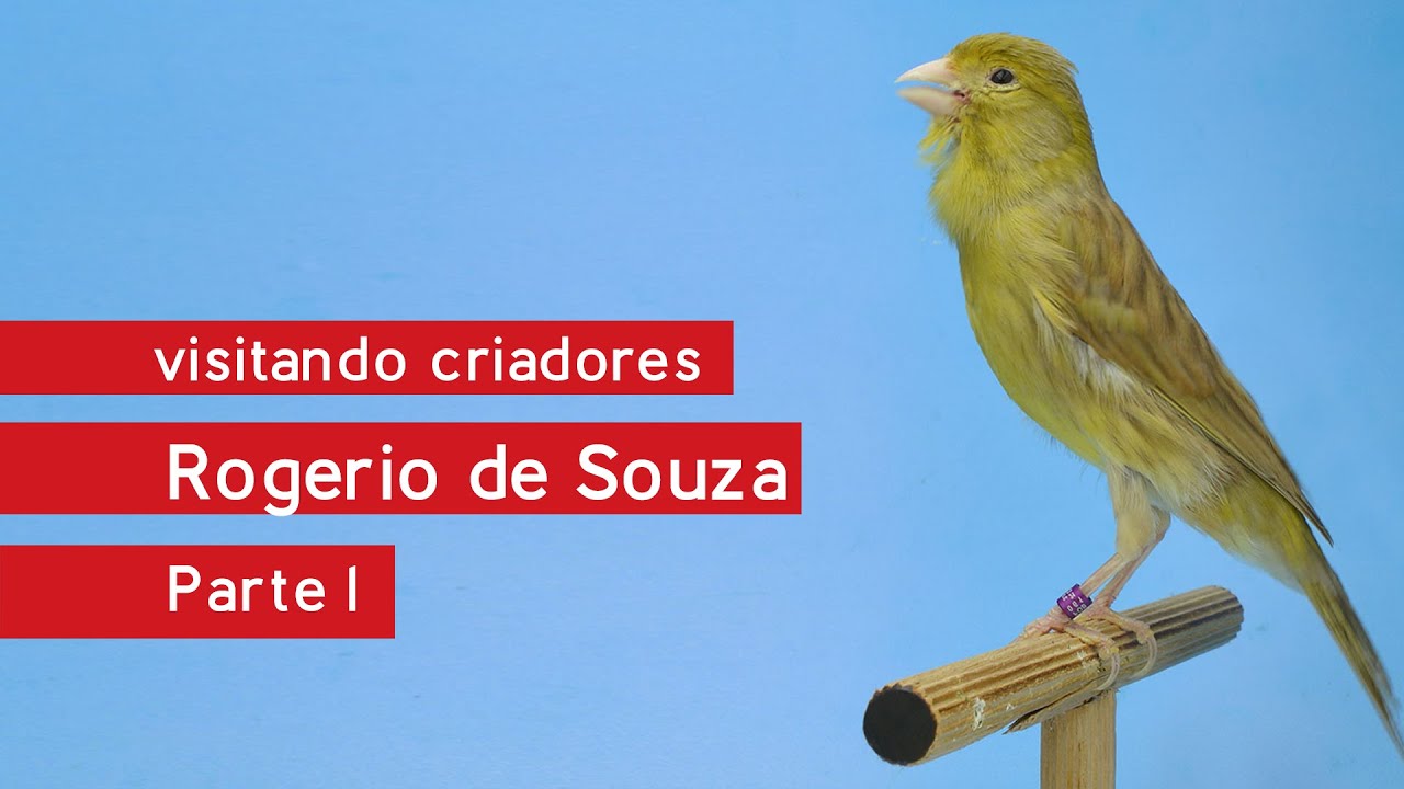 Visitando Criadores - Rogerio de Souza - Canários de Canto - Timbrado Espanhol Original (PARTE 1)