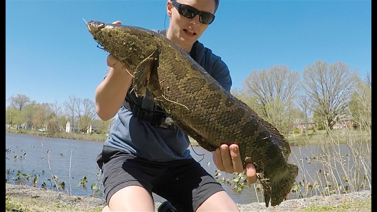 CRAZY SNAKEHEAD Surprise in NJ -- ( KILL or RELEASE?? )