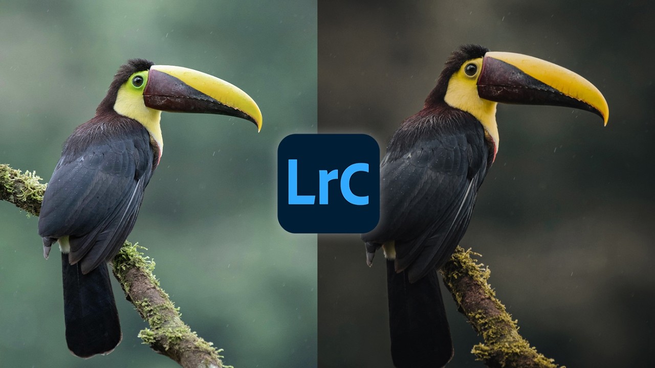 🦜COMO EDITAR FOTOS DE NATURALEZA en LIGHTROOM o PHOTOSHOP / FOTOS DE AVES