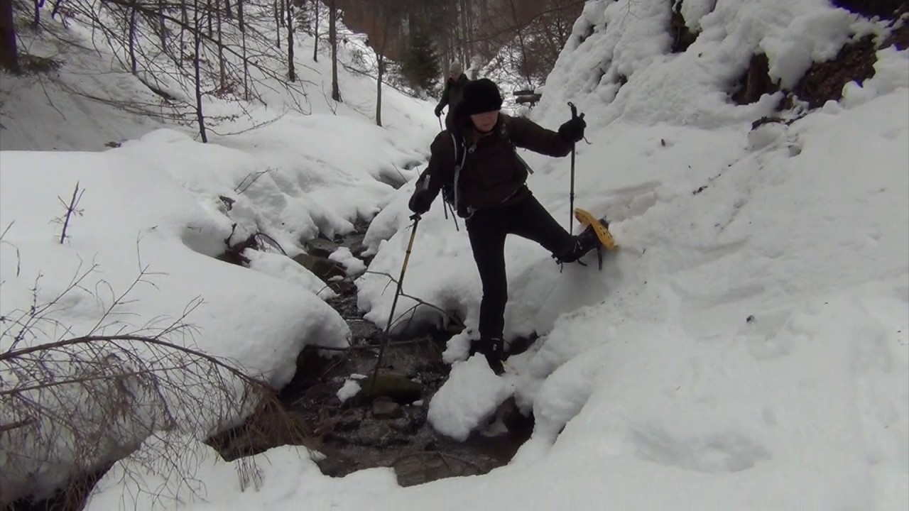 Tracking Wolves, Bears & Lynx in Slovakia