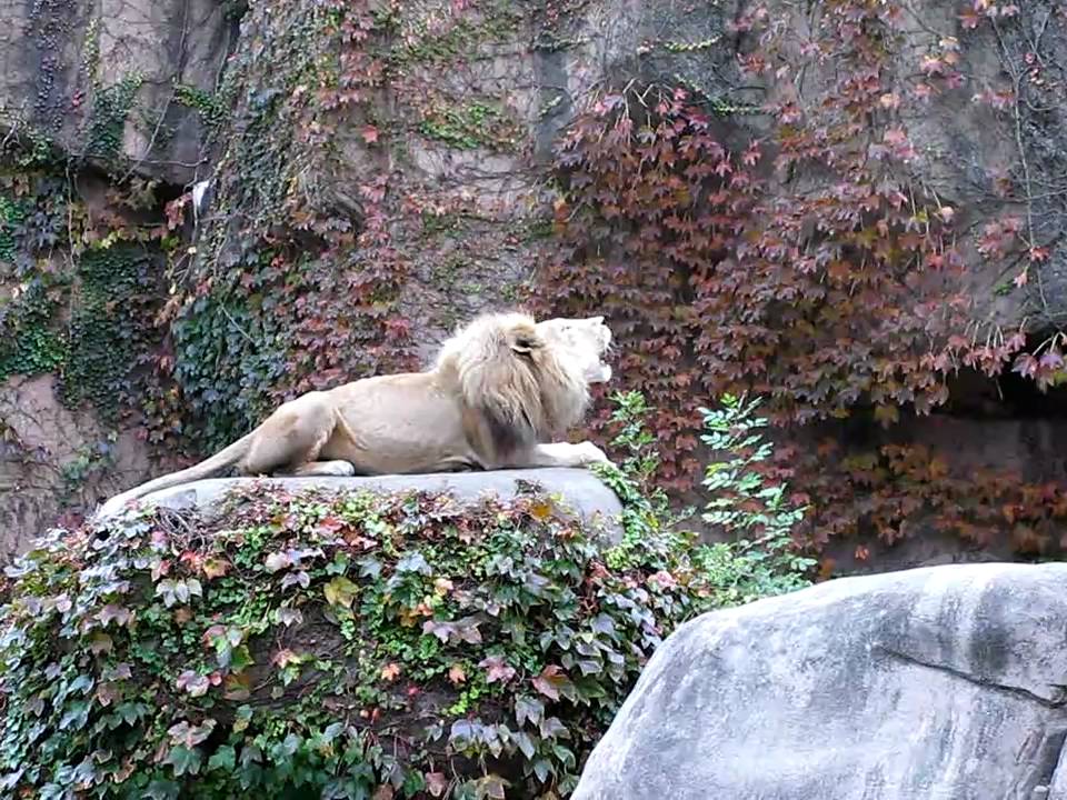 Lion and a lioness roaring, Lincoln Zoo, Chicago
