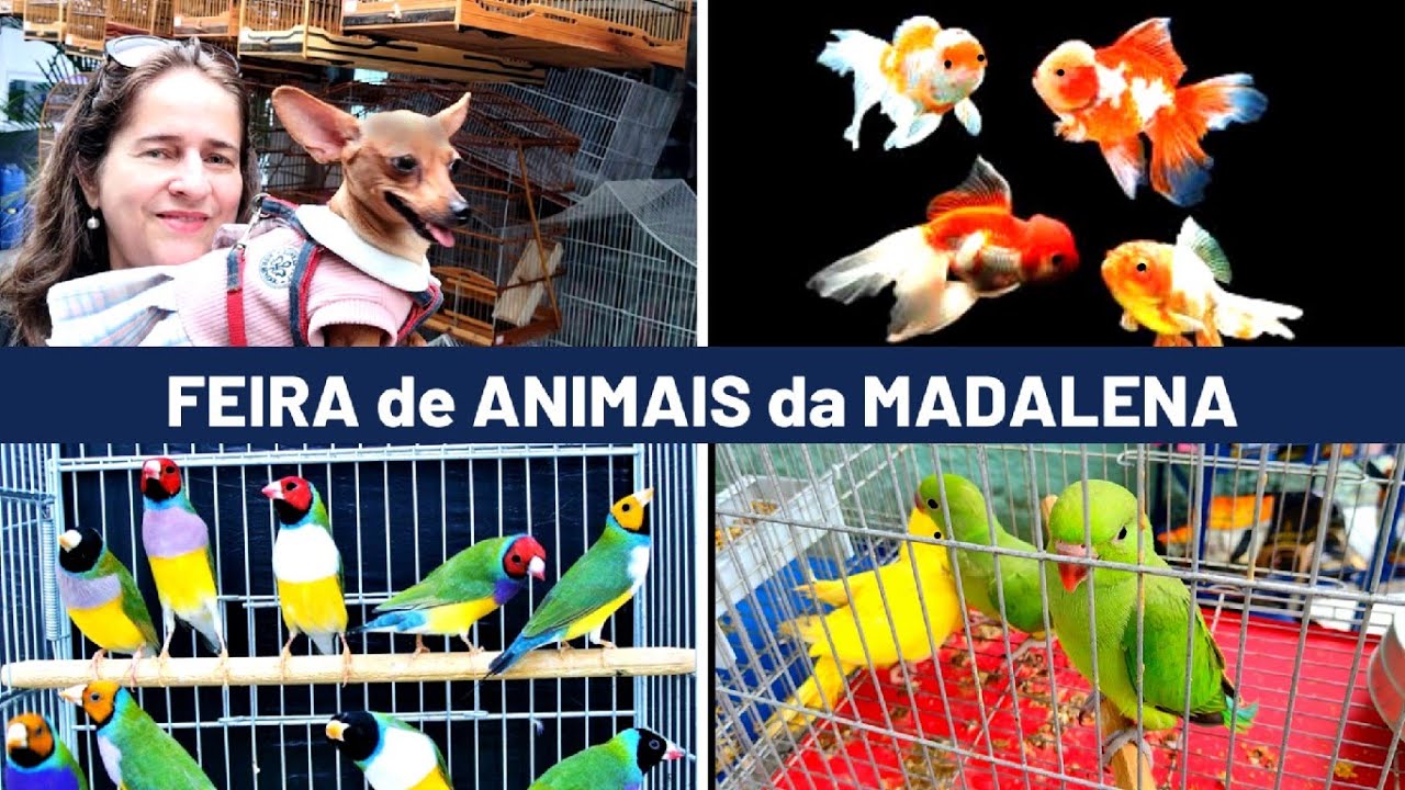 Feira de Pássaros, Pets e Acessórios da Madalena  -  03/09 #passaros #criarpassaros