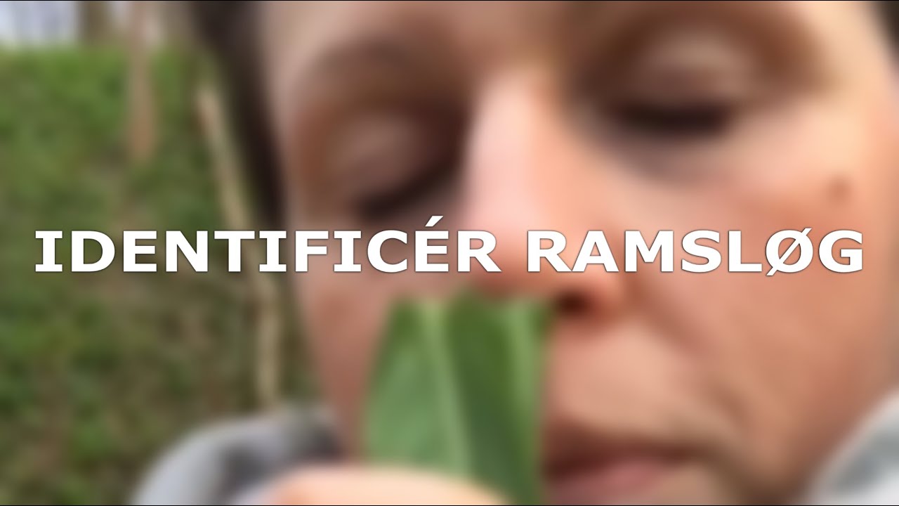 Identific&eacute;r ramsl&oslash;g 🌱