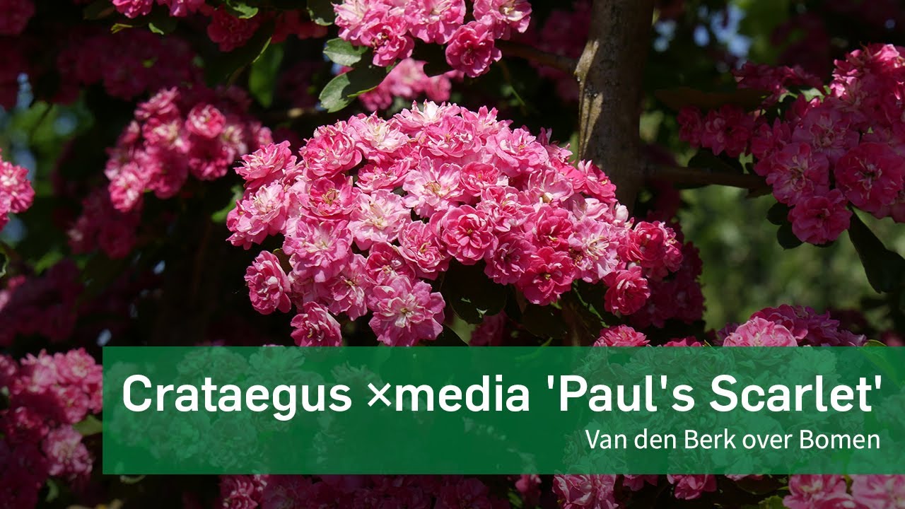 Crataegus x media 'Paul Scarlet'