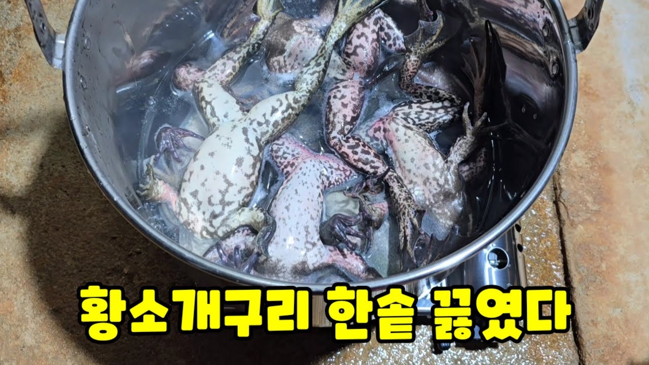 황소개구리 오지게 잡아서 한솥 푹 끓여 보았다