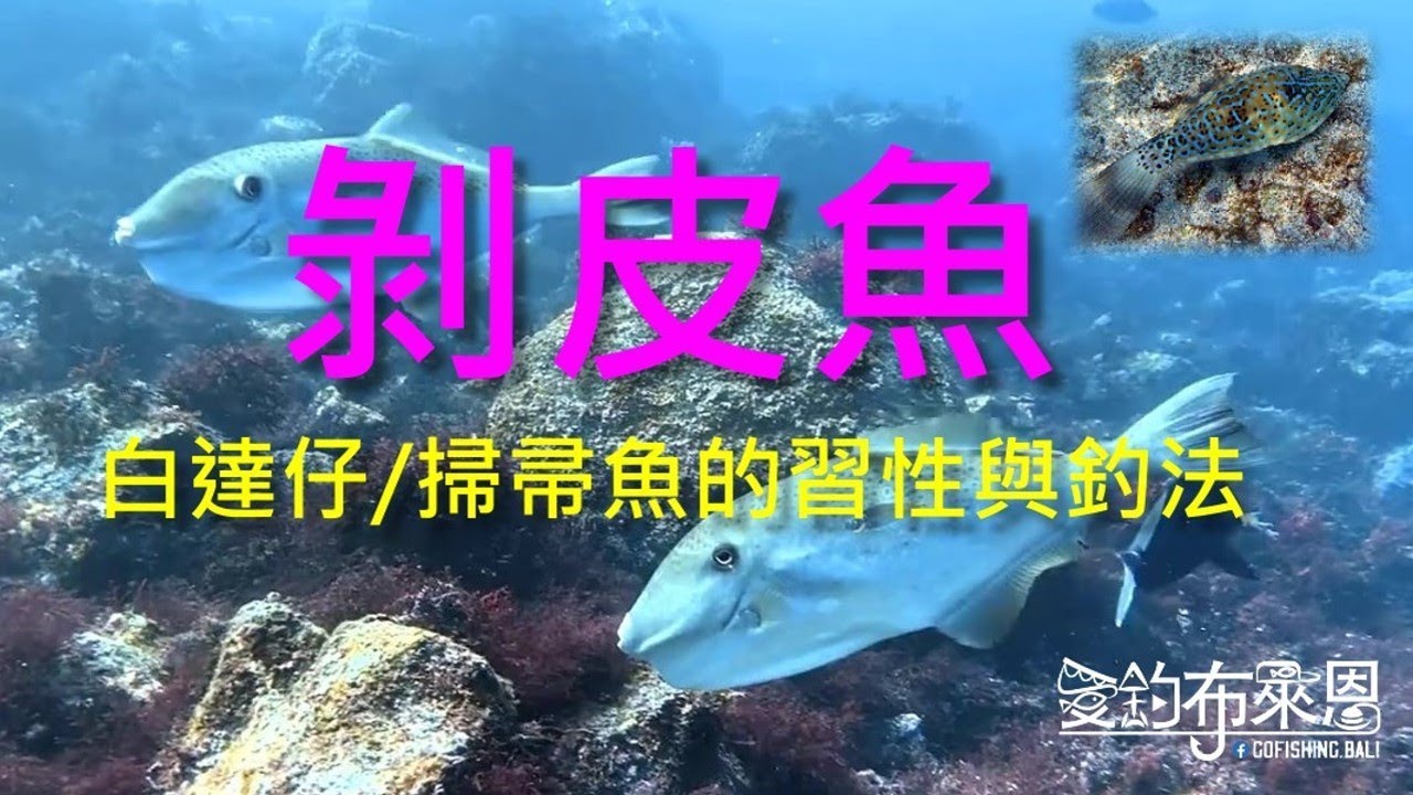 (23) 剝皮魚(白達仔、掃帚魚)的習性與釣法【知魚不龜系列】