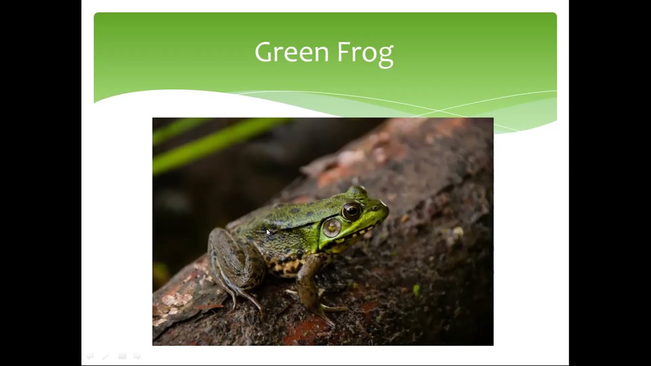 Frogs of Ontario with Leanne Gauthier-Helmer | April 2021