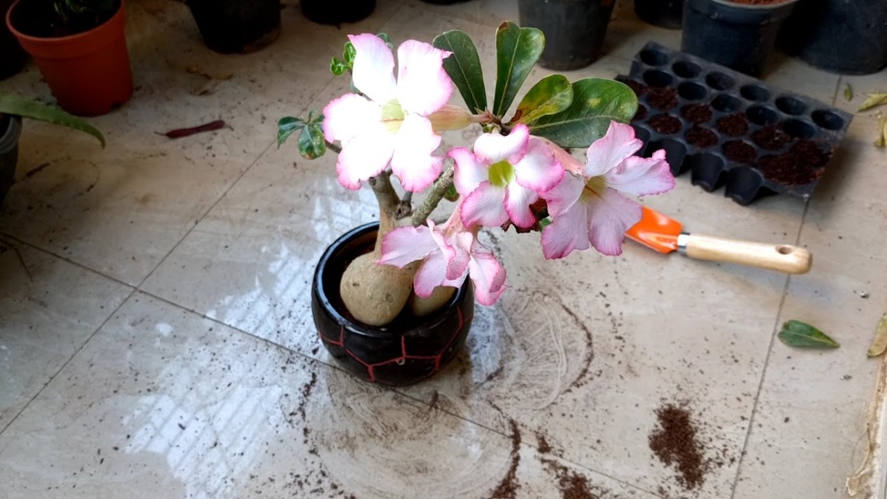 How to grow|care Adenium|desert rose|impala lily bonsai plant