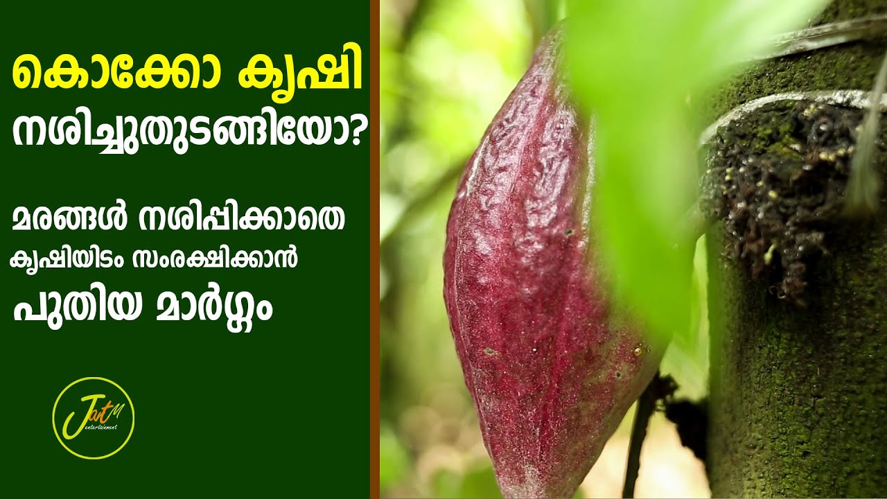 കൊക്കോ മരങ്ങൾ ഇനി നശിപ്പിക്കേണ്ട