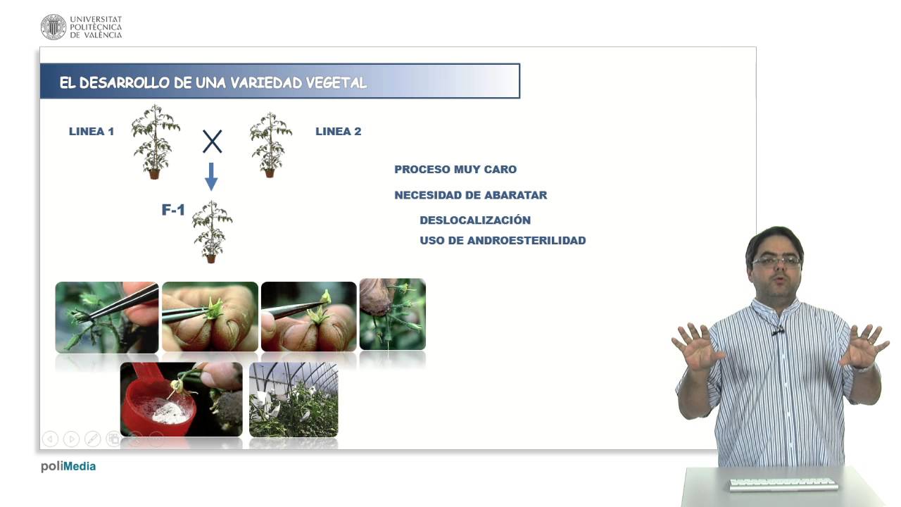 Variedades híbridas | 24/28 | UPV