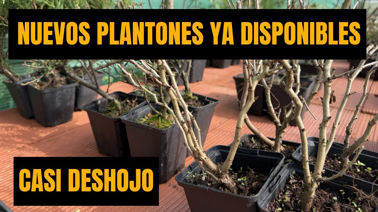 Nuevo vídeo de ventas de MUCHOS PLANTONES!!!!!