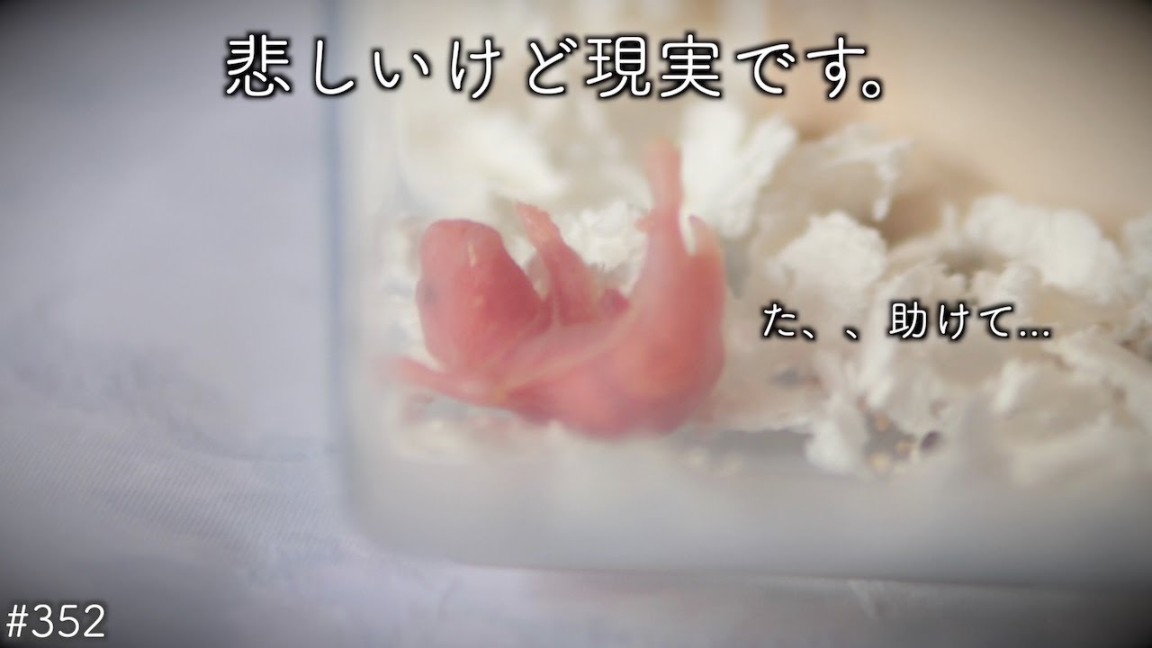 孤立してしまった赤ちゃんハムスターの末路は、、(育児放棄..？)