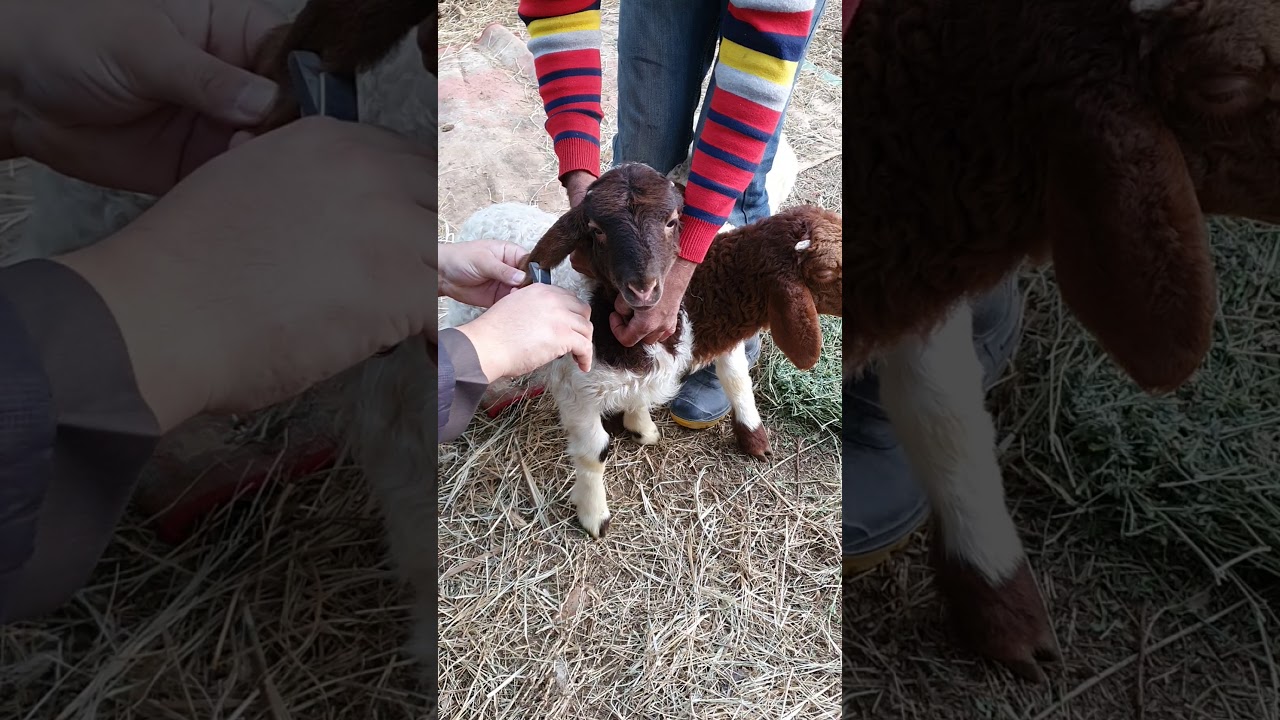 طريقة وسم الحلال لمربي الماشيه