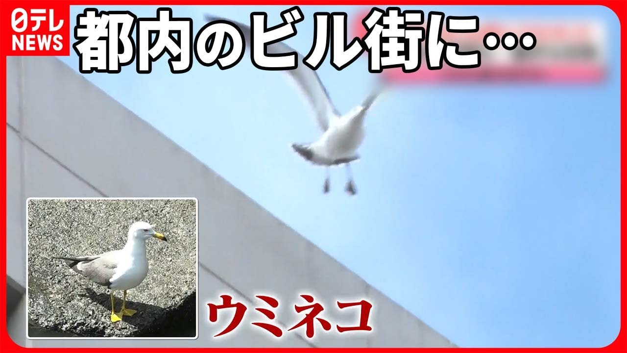 【ウミネコが！】フン害も急増中  ビルに巣を作るワケとは…