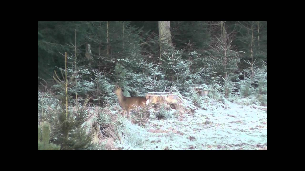 Kitz und Ricke Doublette