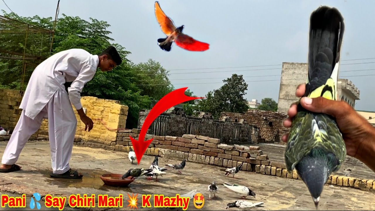 Jaldar kabootar Ki Asi Chiri Mari Pehly Kabi Nhi Ki 🥵 آج جالدار کبوتر پانی سے پکڑا 😍