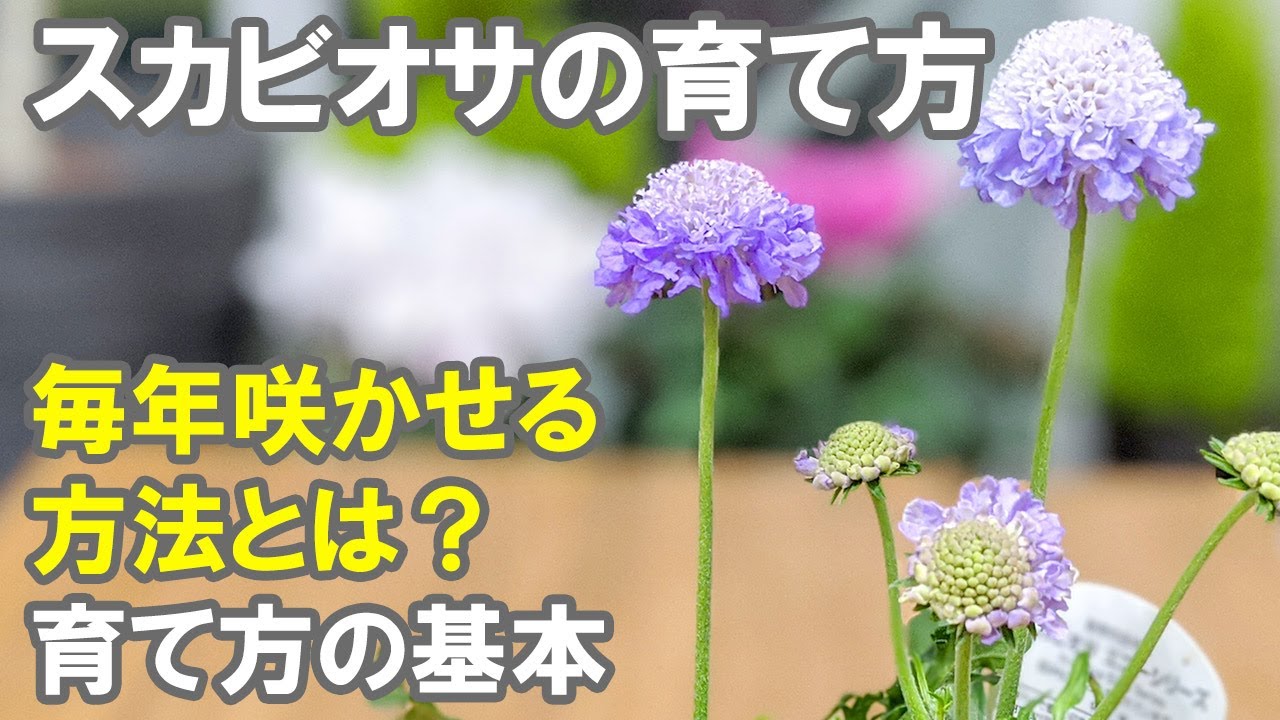 スカビオサの育て方 植え替え 夏越し 肥料 冬越し