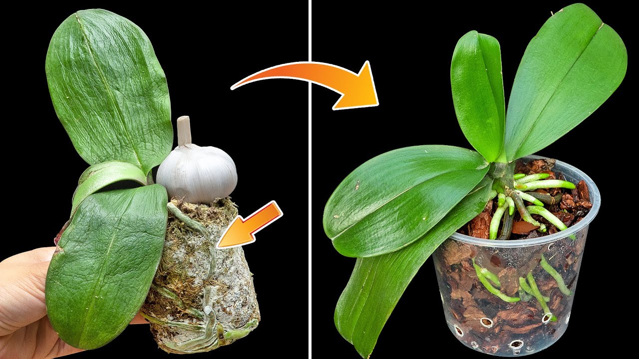 Just one garlic will make the dead orchid revive and grow strong