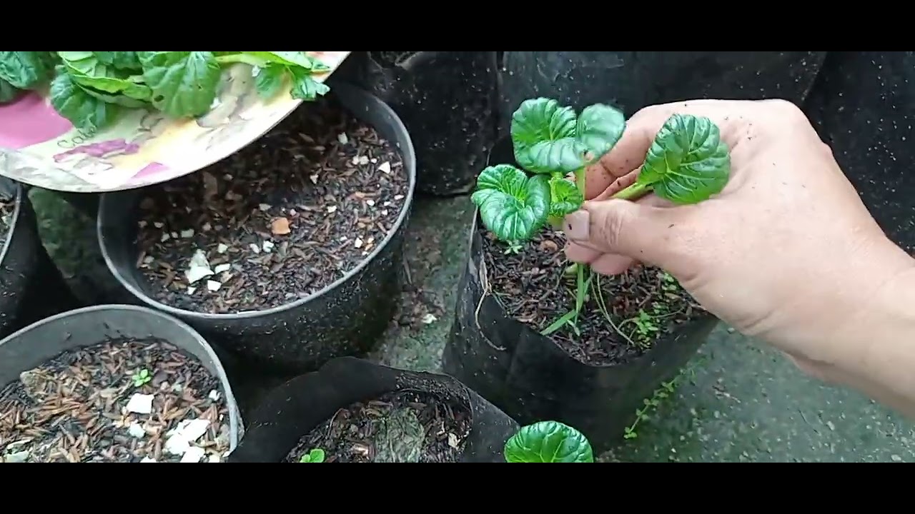 Panen sawi pagoda organik pertama kalinya alhamdulillah  #kebunorganik #urbanfarming 