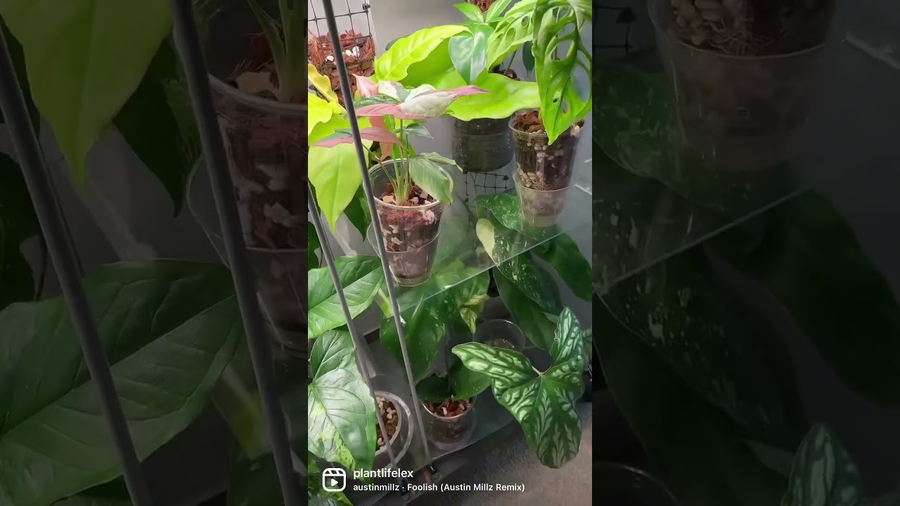 🪴IKEA Greenhouse Cabinet Tour🪴 | Double Detolf Greenhouse Cabinet With Rare Houseplants