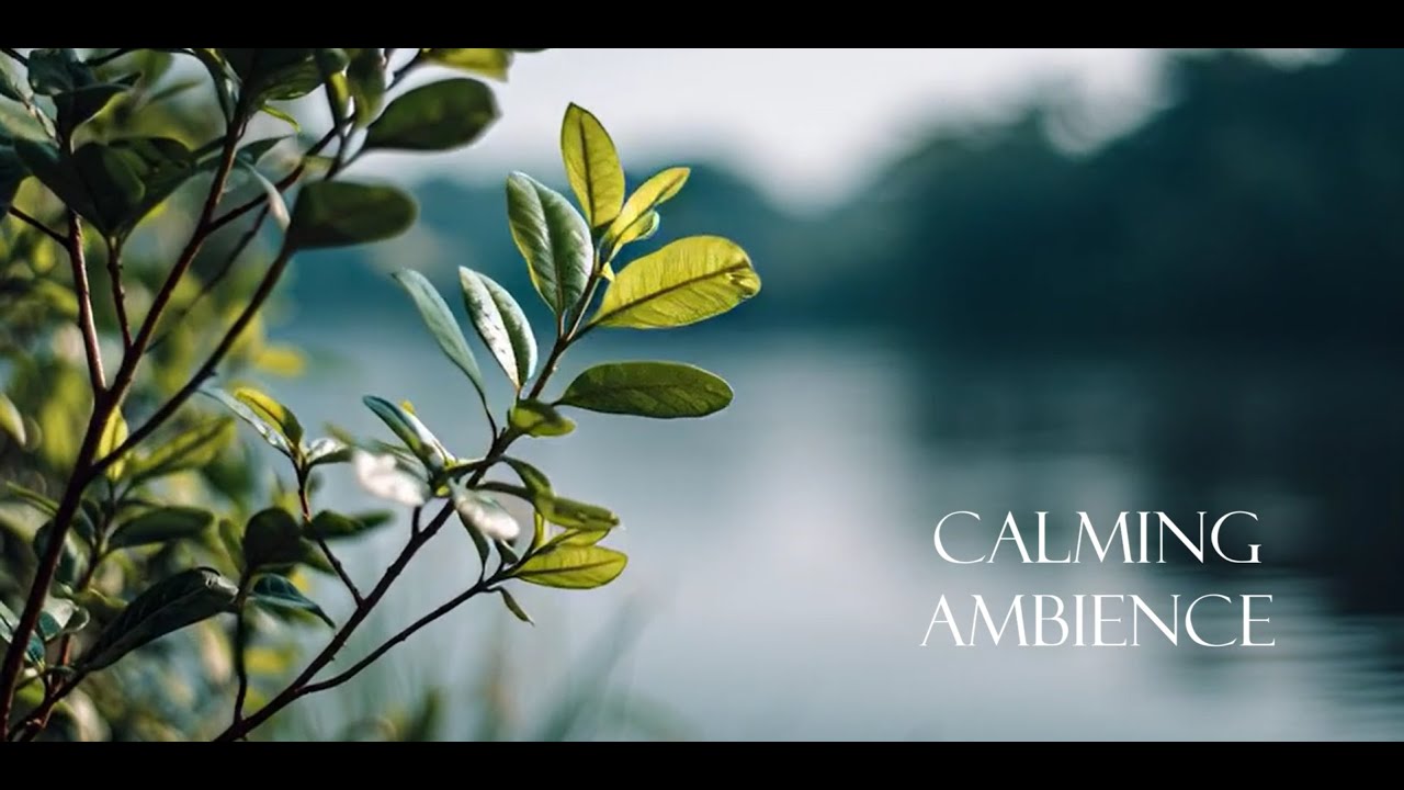 Resting in a Quiet Forest | Birds & Gentle Leaves Perfect for Relaxing - Atmos Calm