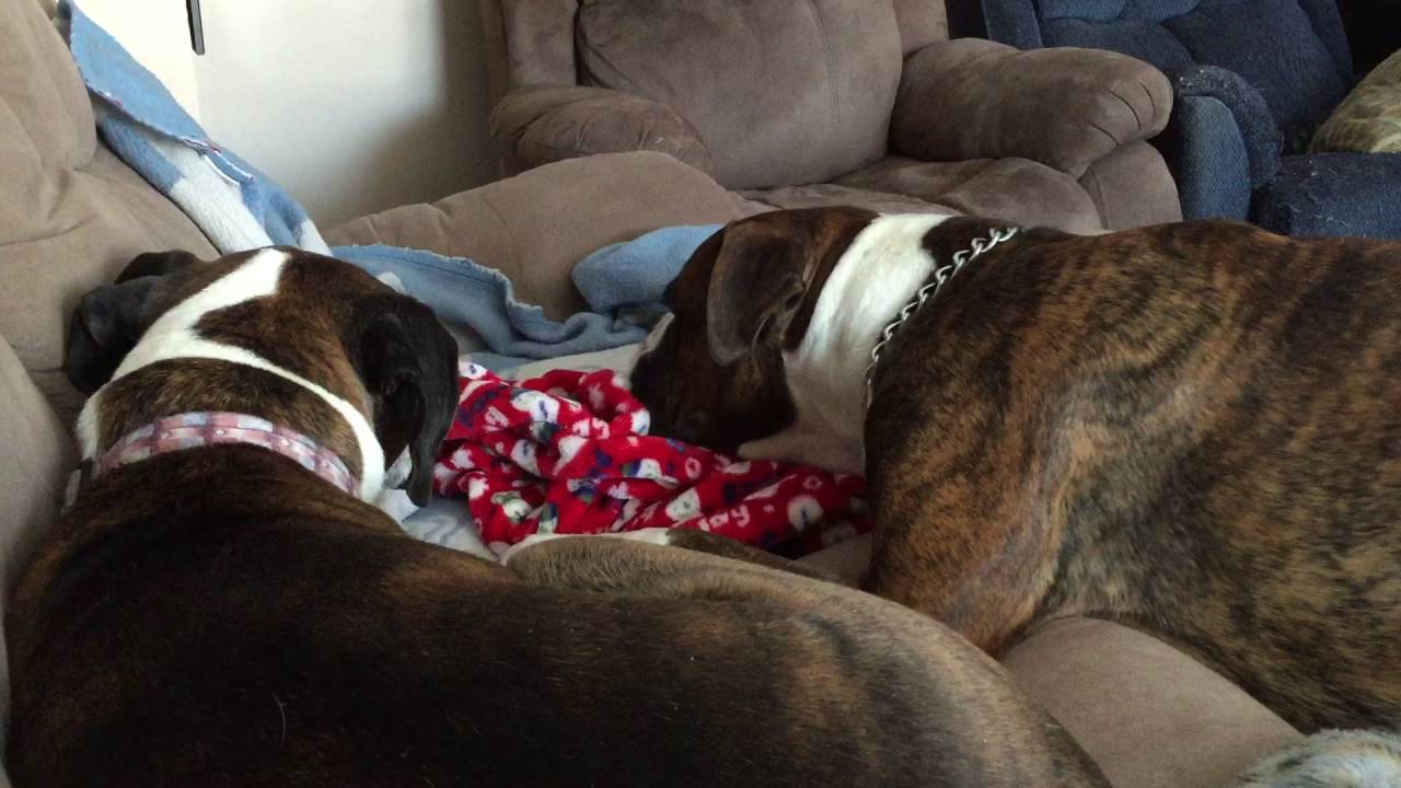 Boxer Dogs General Grievous bugs poor Chewie!