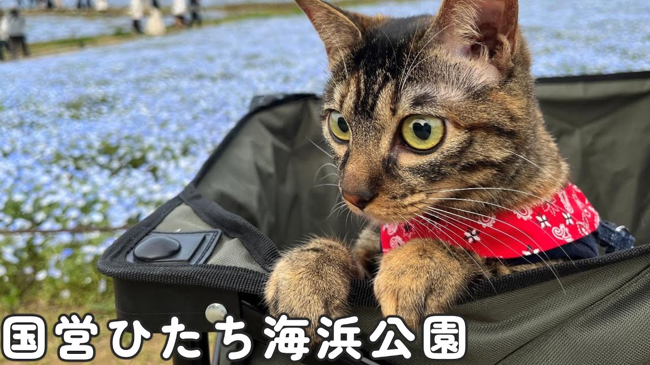 おでかけ # 1 [犬猫と暮らす夫婦の休日]  | 国営ひたち海浜公園・ネモフィラ