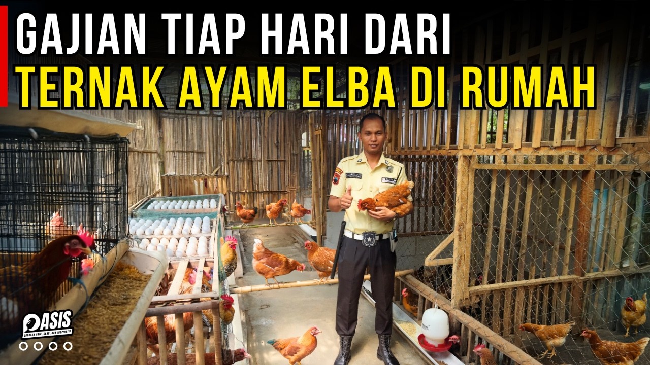PASTI PINGIN ! USAHA SAMPINGAN TERNAK AYAM ELBA DI RUMAH GAJIAN TIAP HARI | CERITA USAHA