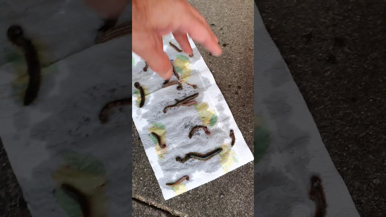 freezing ragworm