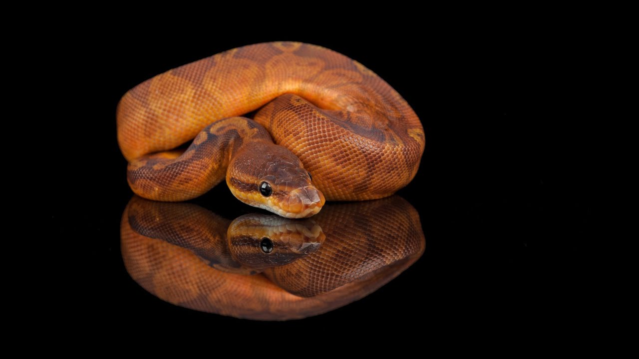 Snake Bytes TV — Крутые малыши-питоны! SnakeBytesTV