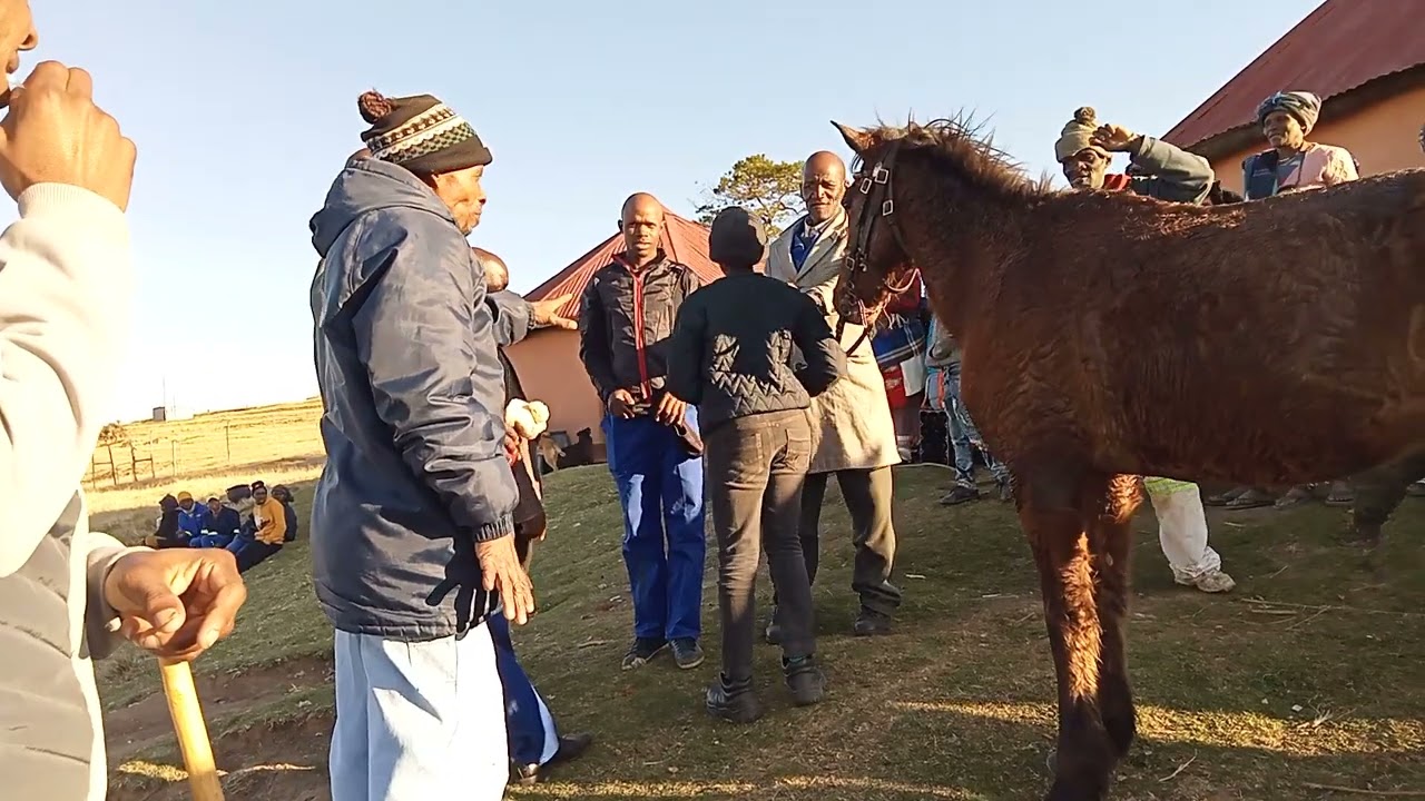 Amahashe umgidi wamakhwenkwe eMazangweni eMpoza kuTsolo.