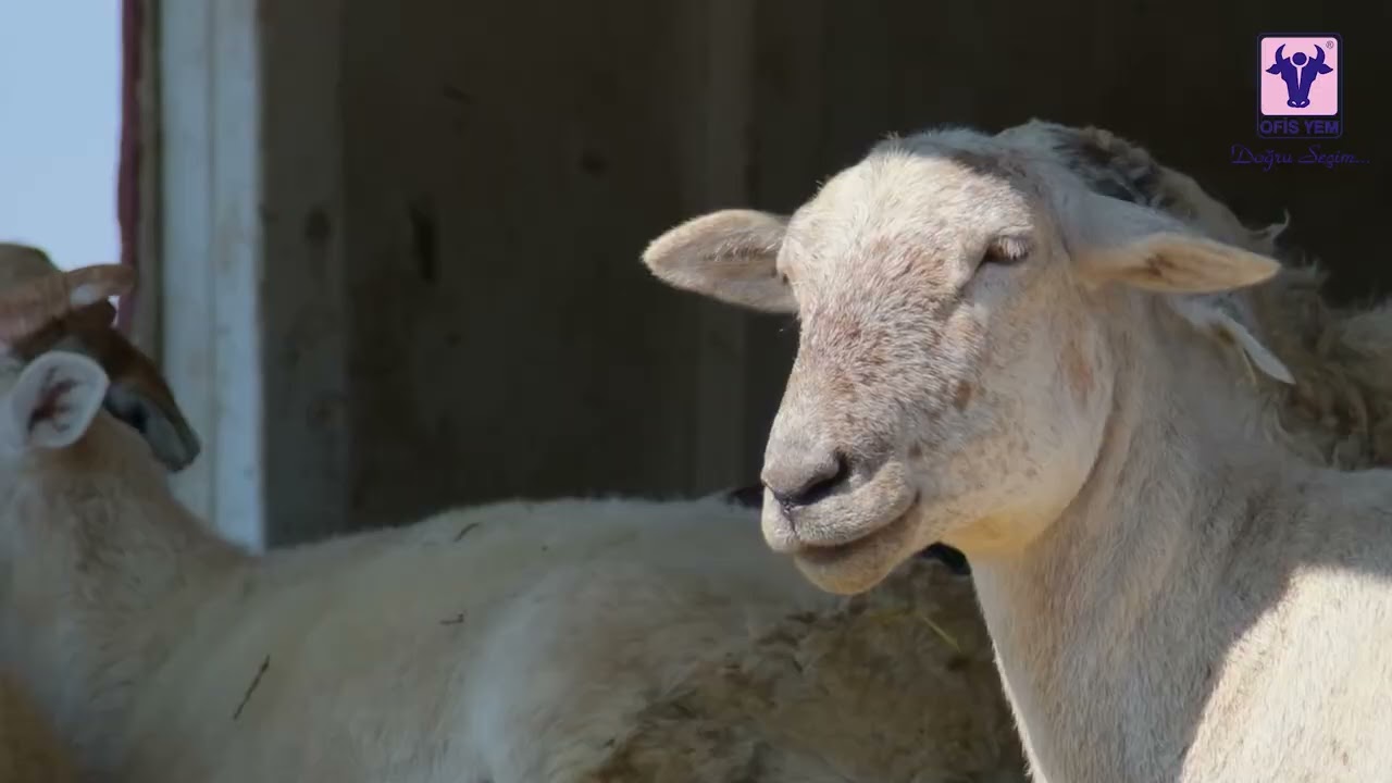 Koyunlarda Sarılık Hakkında Önemli Bilgiler