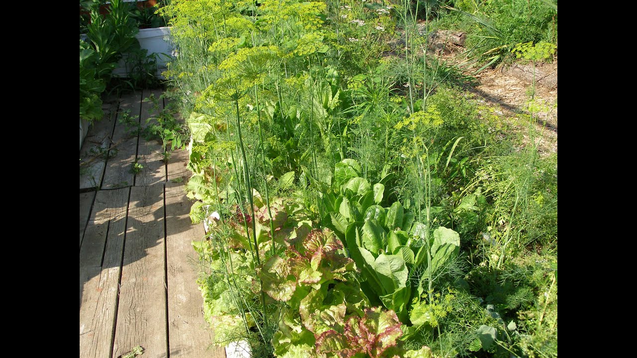 Минусинск. Умный сад Ольги  Нечипорук.