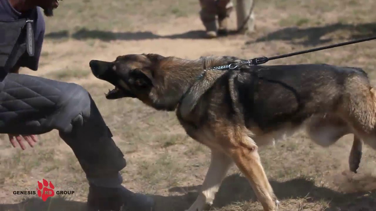Patrol Dogs in action