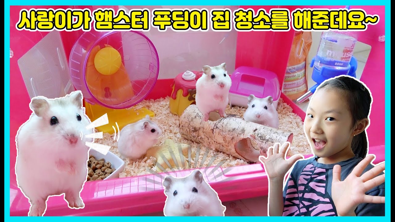 우리집 막내 햄스터 푸딩이 집 청소하는 날! 사랑이가 직접 햄스터 푸딩이 집 청소를 깨끗하게 해줬어요^^ [사랑아놀자 LOVE&TORY]