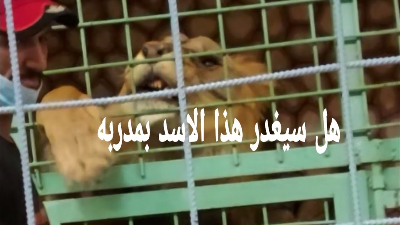 أسد شرس يفهم صاحبه ويلعب معه حديقة حيوان #الطائف# #السعودية#  a ferocious line