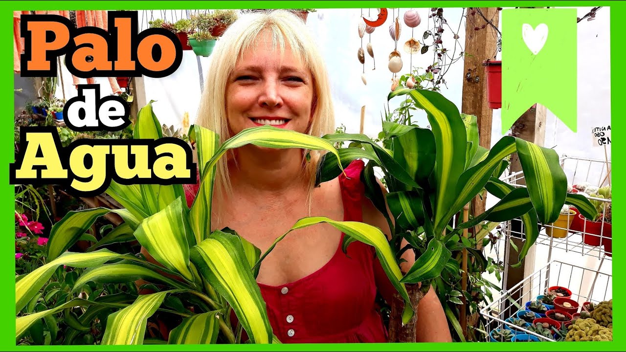 Cuidados del Palo de Agua (Dracaena Fragrans)/ Cómo cuidar el Palo de Agua@VerónicaCampaniniPlantas