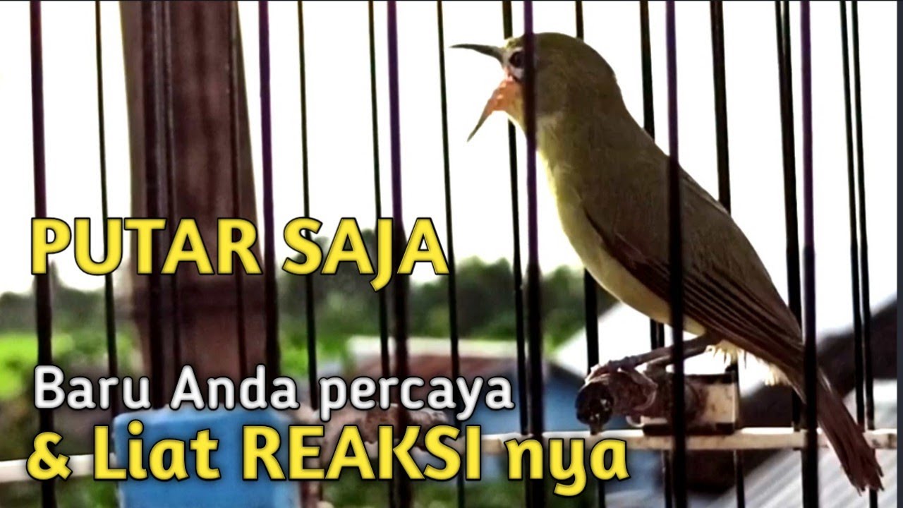 PUTAR & LIAT REAKSI KECIAL KUNING ANDA | MASTERAN KECIAL KUNING GACOR NGEJOS TERBAIK