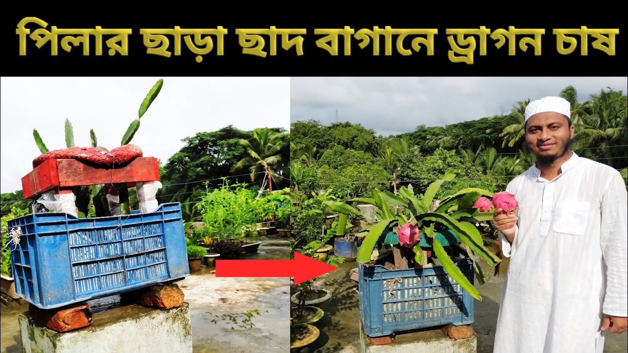 পিলার ছাড়া ছাদ বাগানে ড্রাগন ফল চাষ / Dragon fruit cultivation  without pillar in rooftop Garden