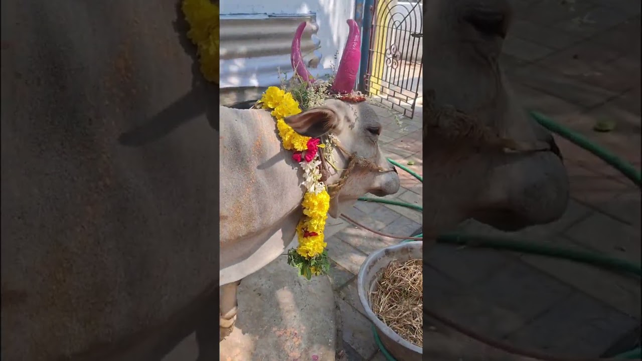 மாட்டு பொங்கல் special #minivlog #tamil #shiva 