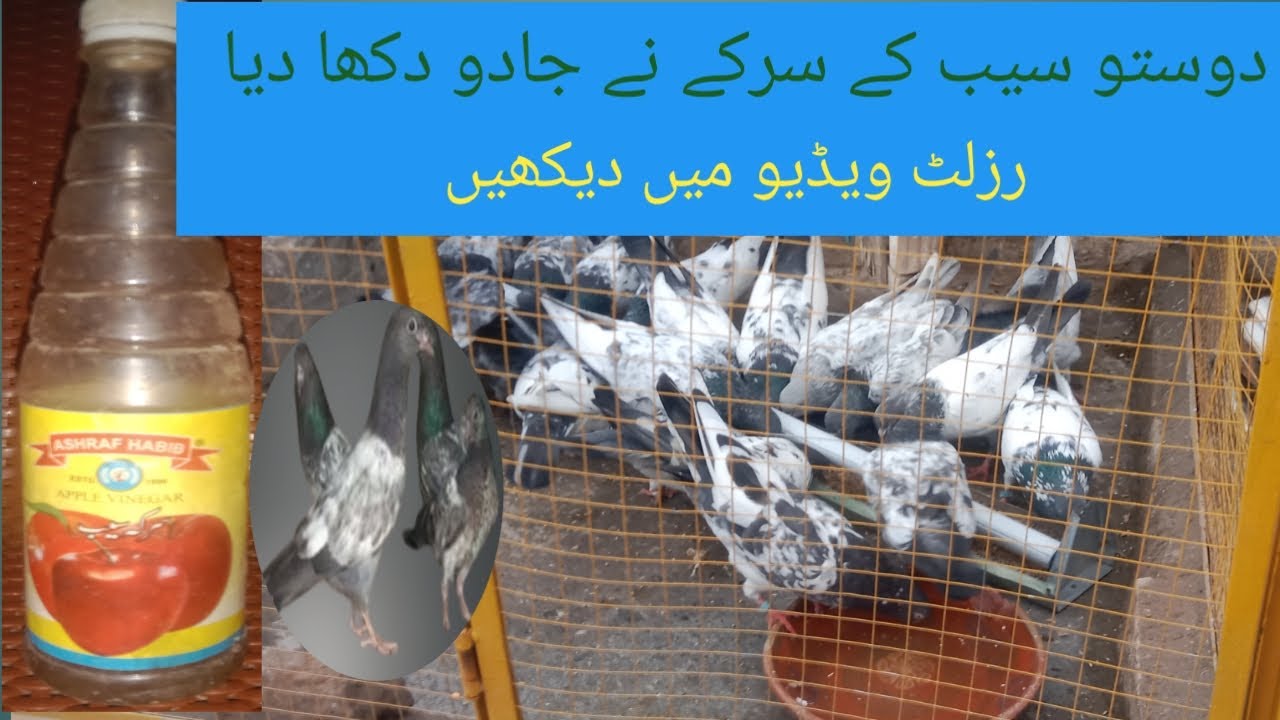 Dosto apple ka vinegar na jadu dh dhaka diya hai | chakwal pigeon care |