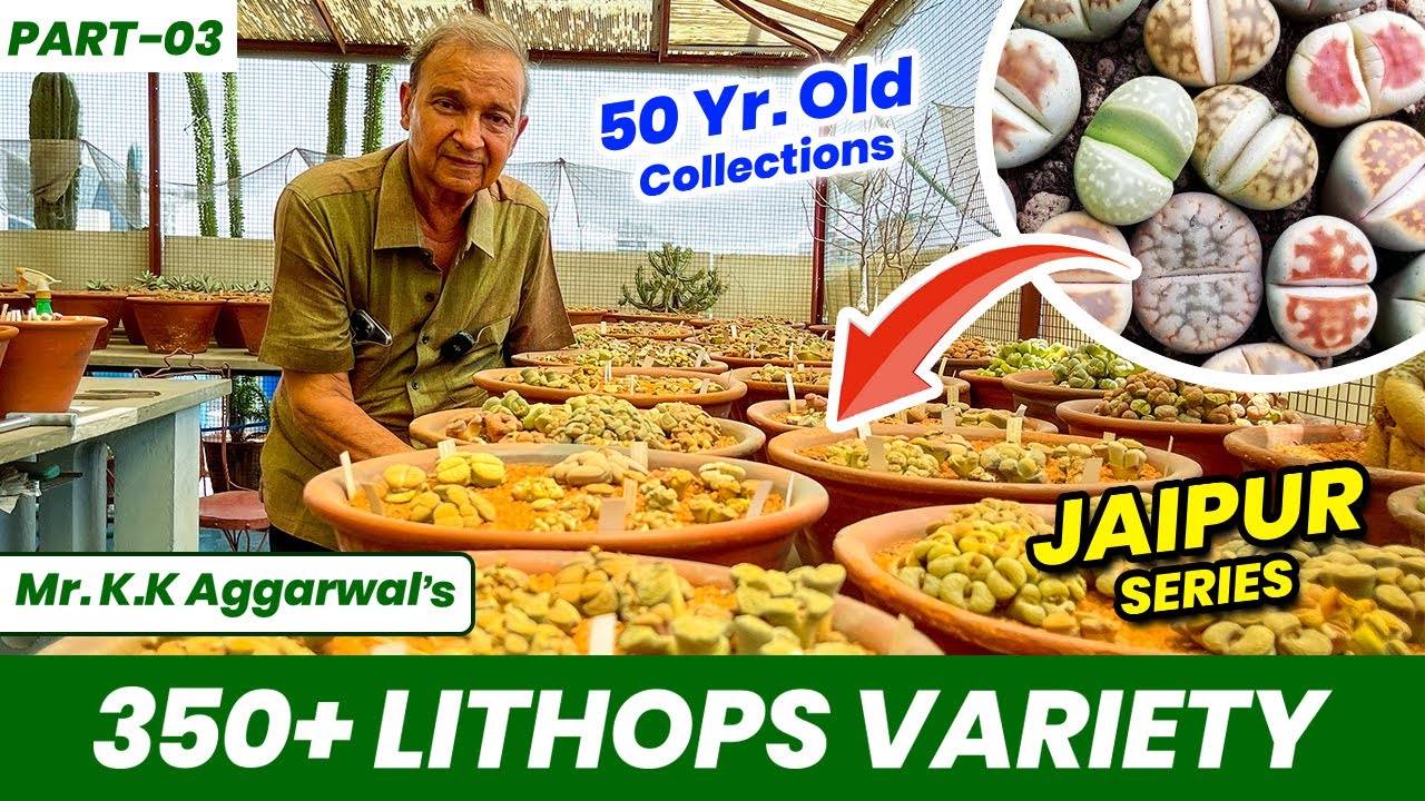 350+ Rare Lithops Variety | K.K Aggarwal जी का 50 साल पुराना लिथोप्स कलेक्शन 😯 😯