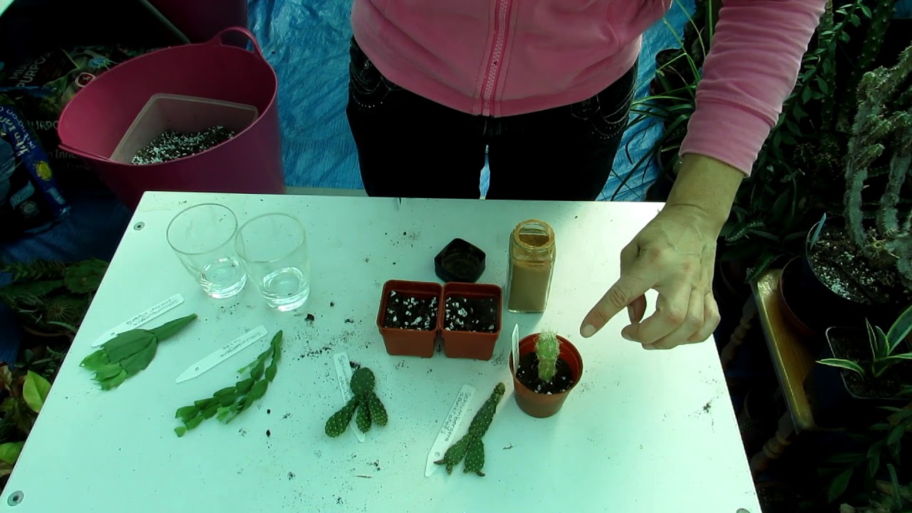 Planting our wonderful Cactus Cuttings of Schlumbergera opuntioides & lutea & Corynopuntia