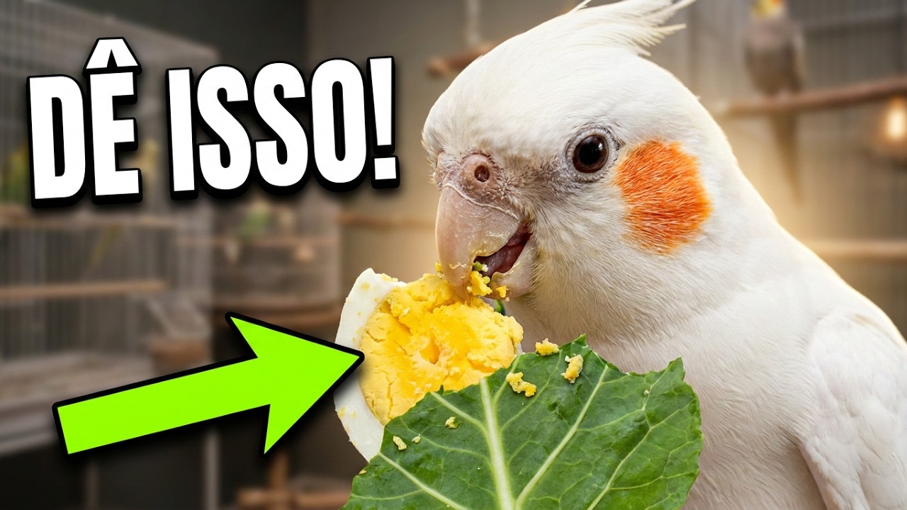 3 ALIMENTOS NATURAIS QUE NÃO PODEM FALTAR PARA SUA CALOPSITA!