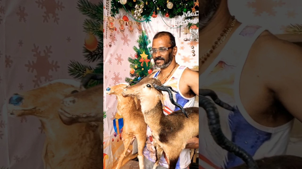 Christmas Crib | Nativity Scene #christmasvibes